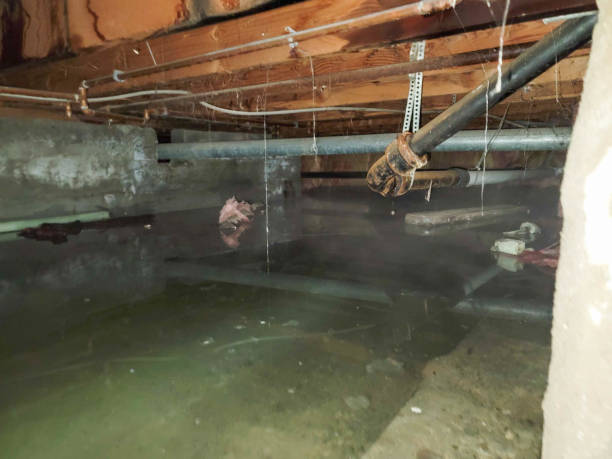 Best Flooded house restoration  in Necedah, WI